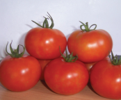 Manufacturers Exporters and Wholesale Suppliers of Tomato Hybrid Seeds Hyderabad Andhra Pradesh Tomato Hybrid Seeds